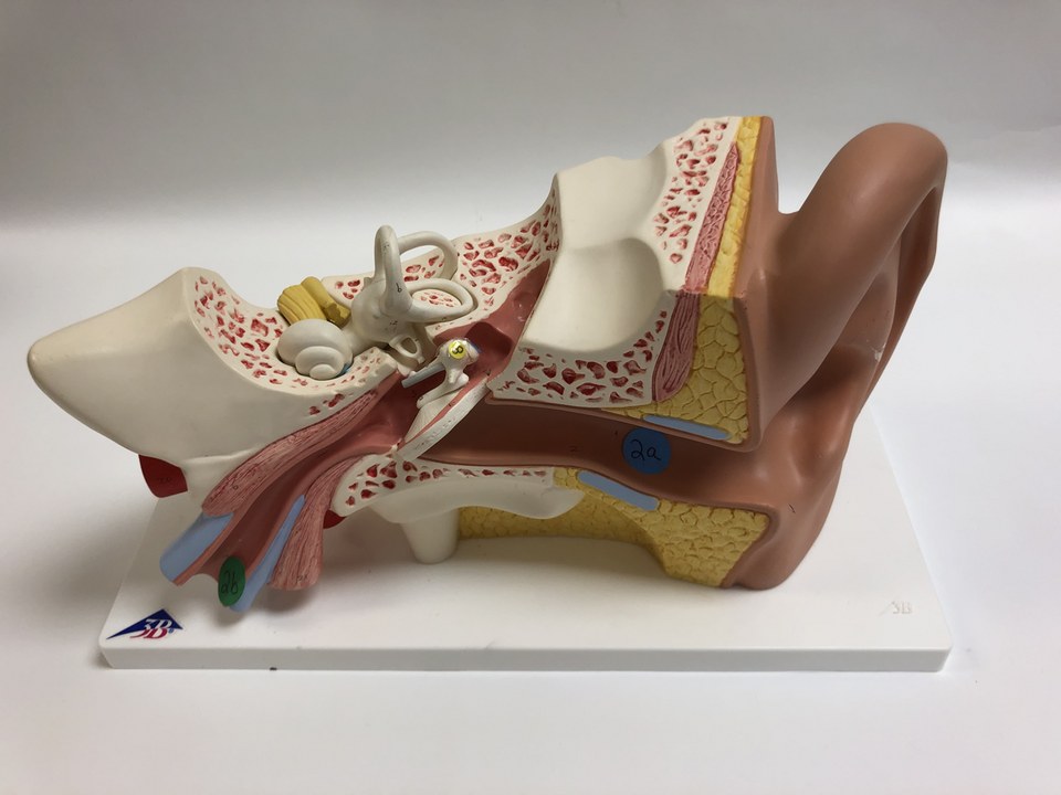 An anatomical model of the human ear