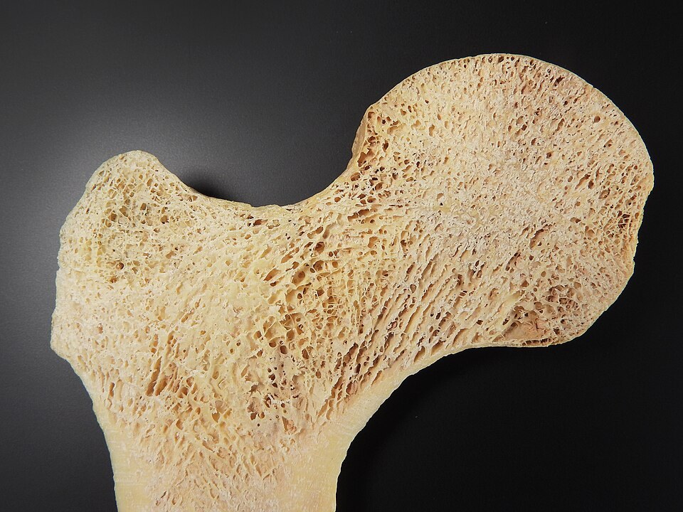 Cross-section of the inside of a bone