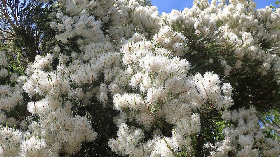 Flowering tea tree (Melaleuca alternifolia)