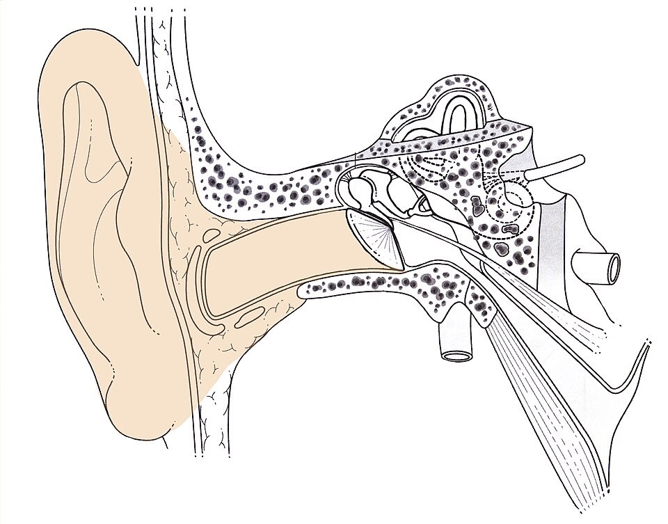 Diagram of the human ear