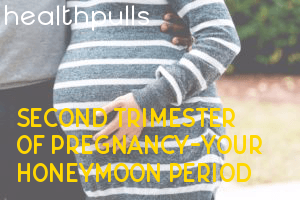 second trimester