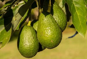 Benefits of Avocado