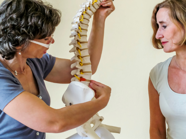 model of a human spine