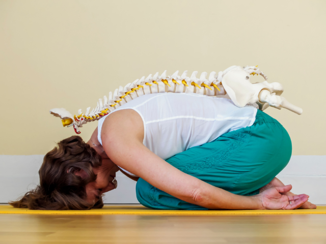 model of a human spine